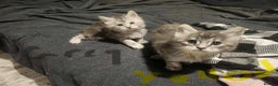 Maine Coon cats for sale: Maine coon kittens ready on 22/12/25 - Advert 2