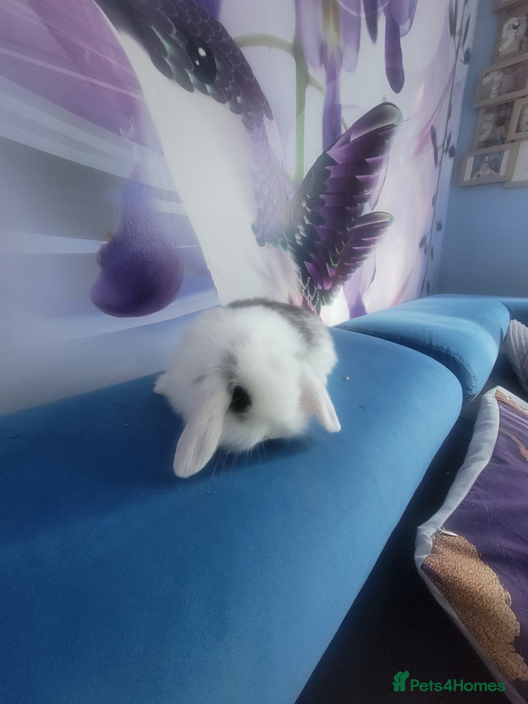 Mini Lop rabbits for sale: Mini lop bunnies  - Image 5