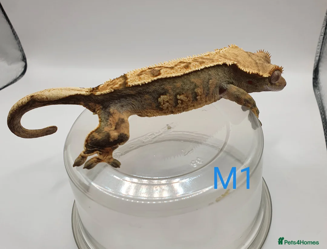 Gecko reptiles for sale: Sub adult crested geckos - Advert 28