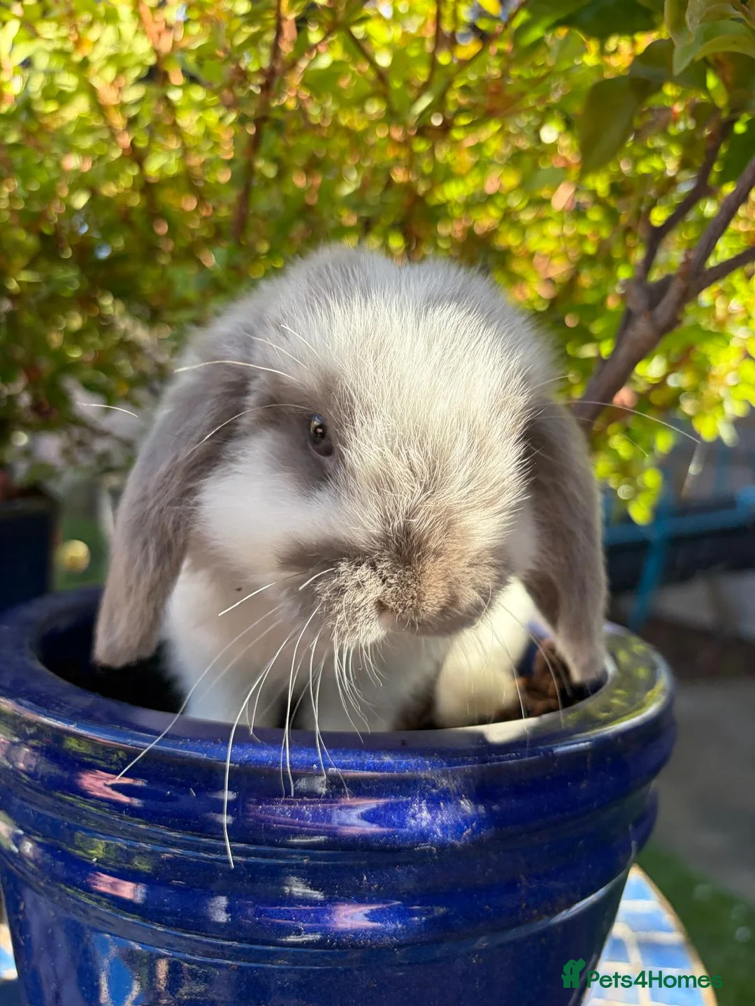 Mini Lop rabbits for sale: 4 beautiful mini lops - Advert 13