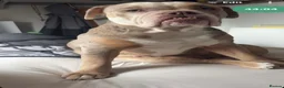 Olde English Bulldogge dogs for sale: Beautiful Lilac Tri Merle Olde English Bulldog  in Horsham - Advert 4