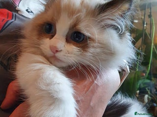 Ragdoll cats Ragdoll kittens GCCF registered ONE GIRL LEFT £995 - Advert 4