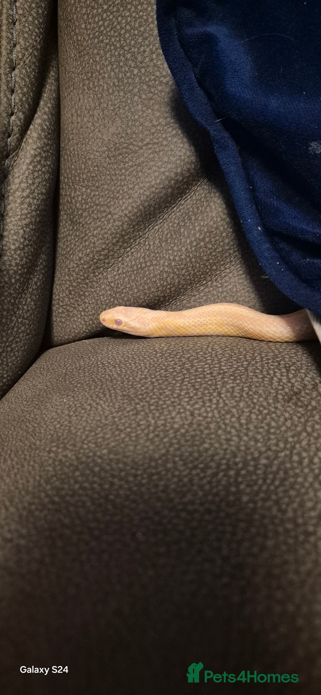 Corn Snake reptiles for sale: Male snow tessera corn snake for sale  in Orpington - Advert 2