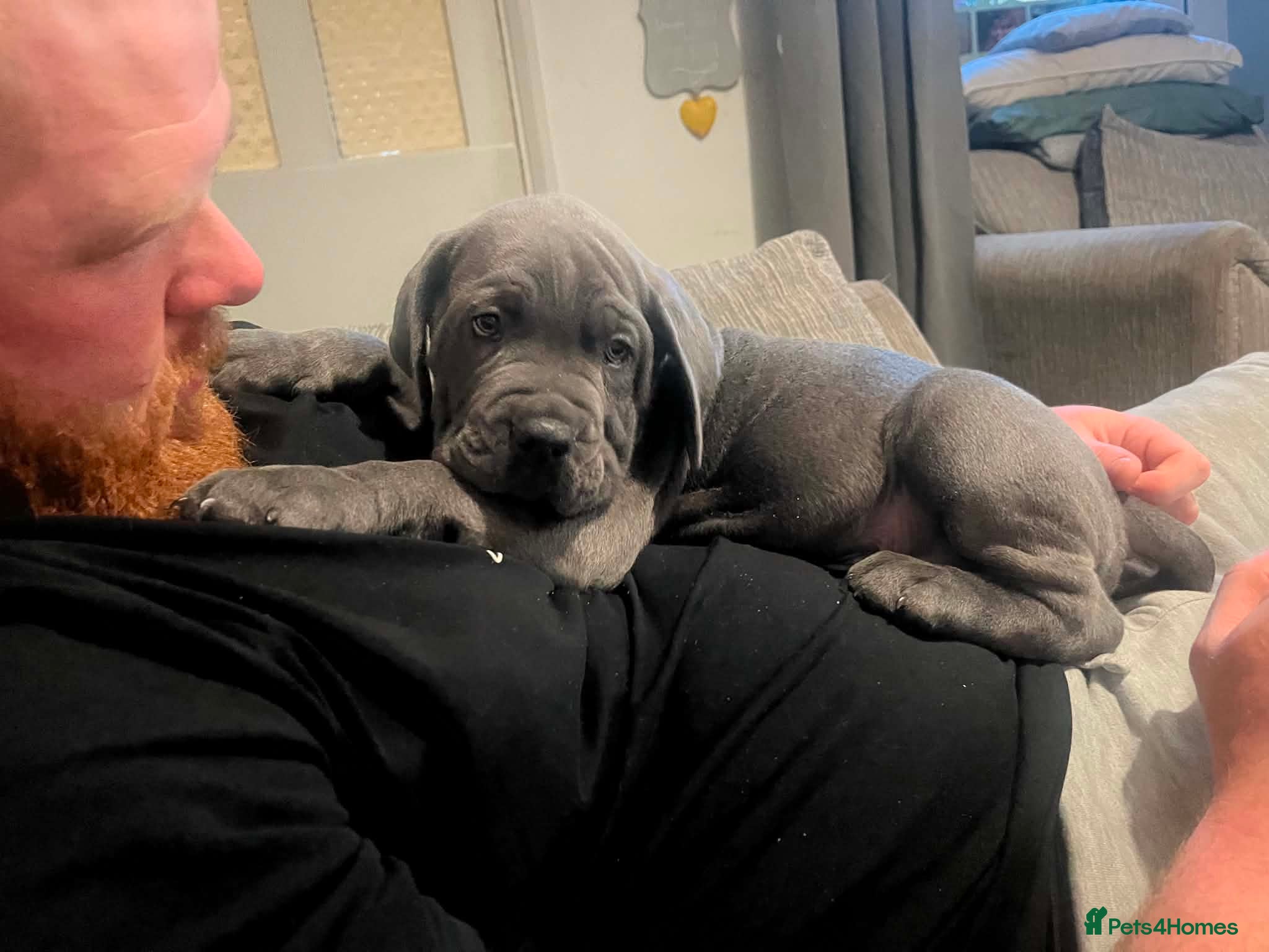 Cane Corso dogs Ready now - 1 left 🐾🐶Cane Corso Mastiff Puppies - Advert 2
