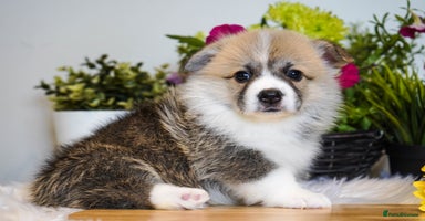 Welsh Corgi Pembroke dogs - Advert 4