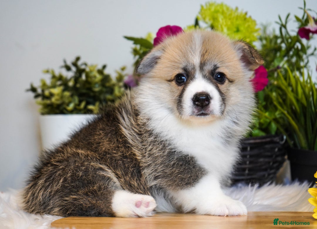 Welsh Corgi Pembroke dogs for sale: Welsh Corgi (Pembroke) - Image 8