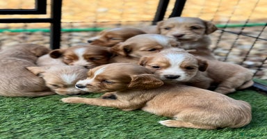 Cocker Spaniel dogs - Advert 5