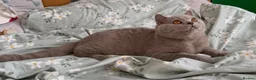 British Shorthair cats for sale: 🏆GCCF Registered BSH Active Lilac Girl🏆 - Advert 7