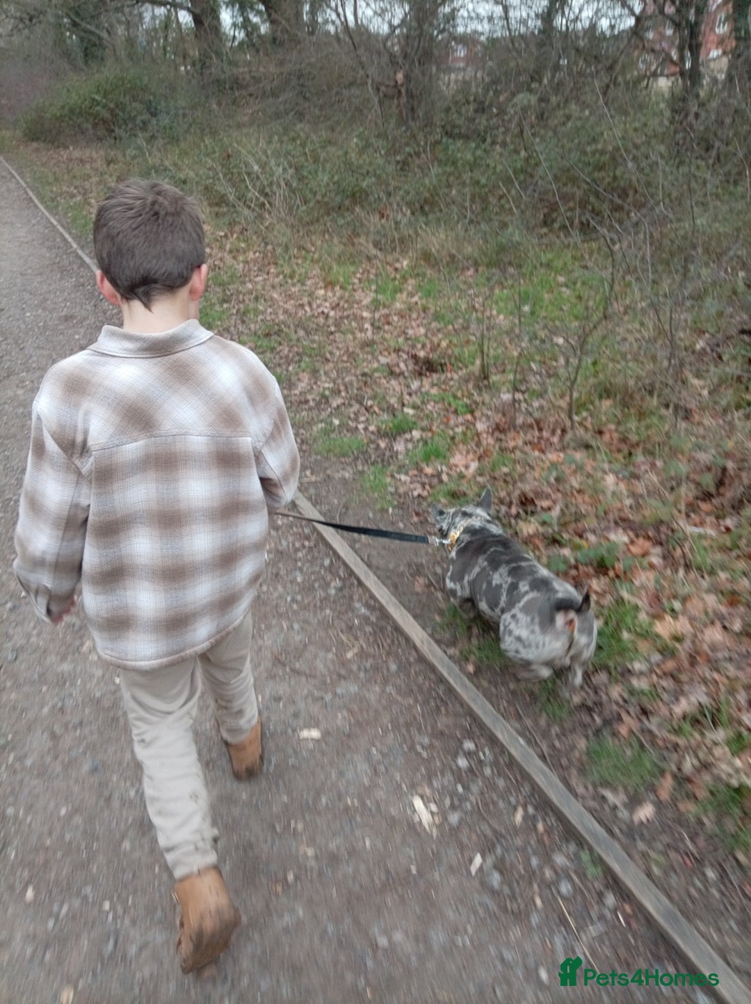 Mixed Breed dogs for sale: Beautiful boy in need of forever home  - Advert 3