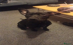 Mixed Breed dogs for sale: Beau Labrastaff - Image 3
