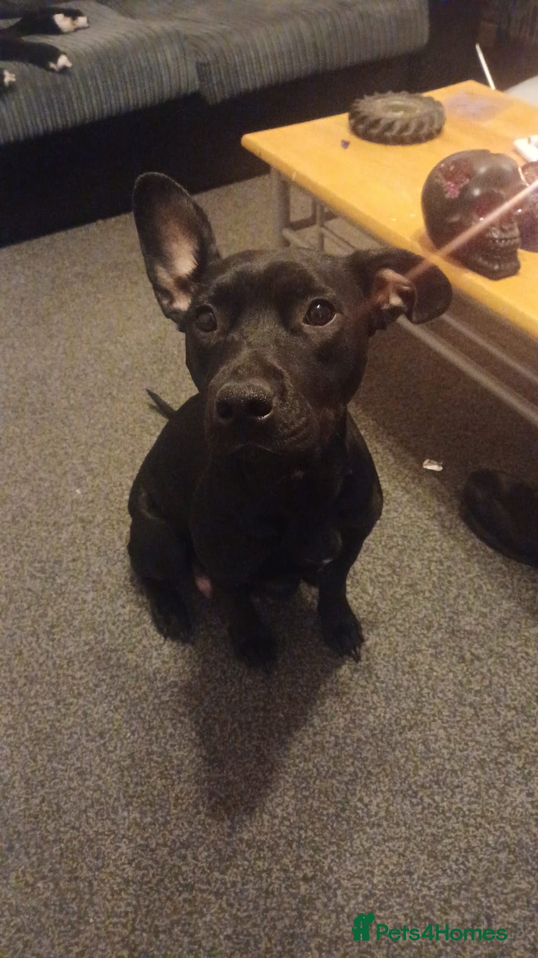 Mixed Breed dogs for sale: Beau Labrastaff - Image 3