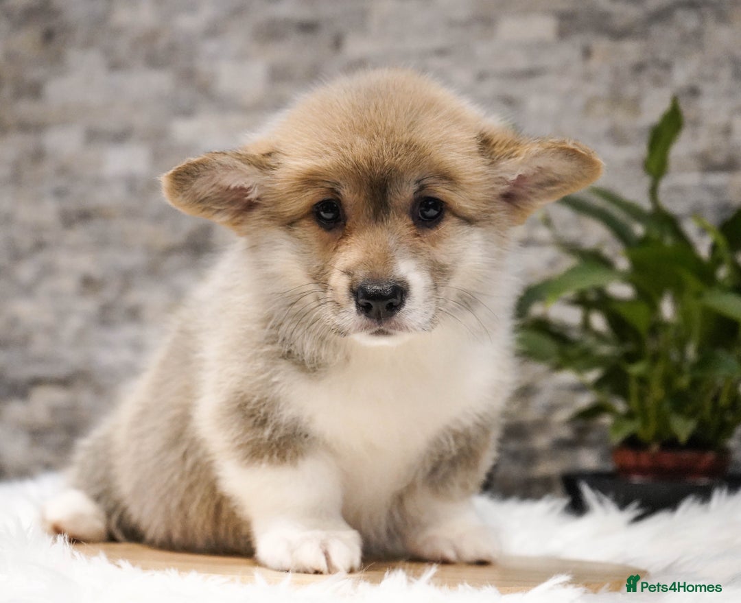 Welsh Corgi Pembroke dogs for sale: Welsh Corgi (Pembroke) - Advert 8