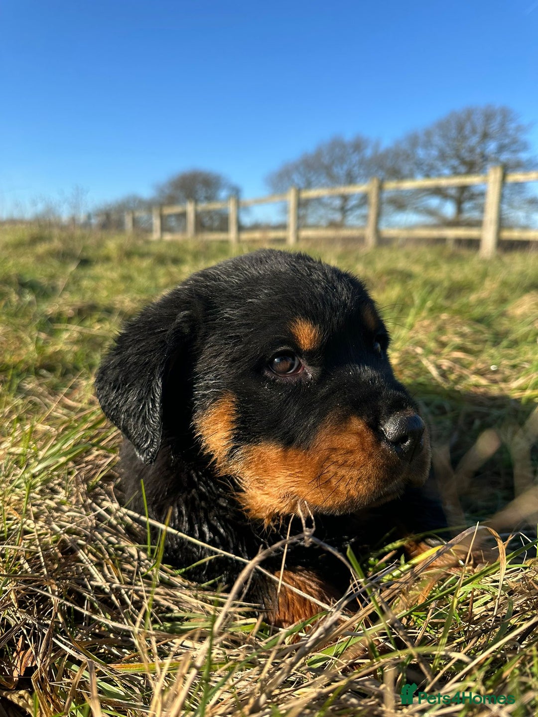 Rottweiler dogs for sale: Stunning chunky Rottweiler puppies - Advert 9