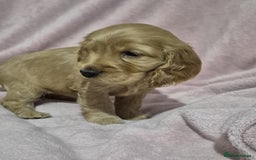 Cocker Spaniel dogs for sale: Health Tested Cocker spaniel puppies  - Advert 27