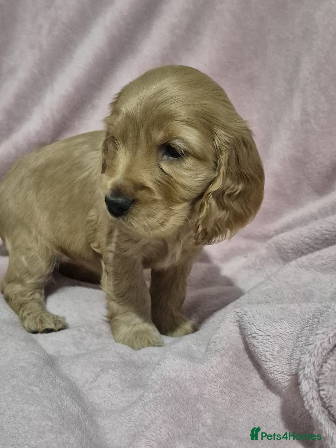 Cocker Spaniel dogs for sale: Health Tested Cocker spaniel puppies  - Advert 27