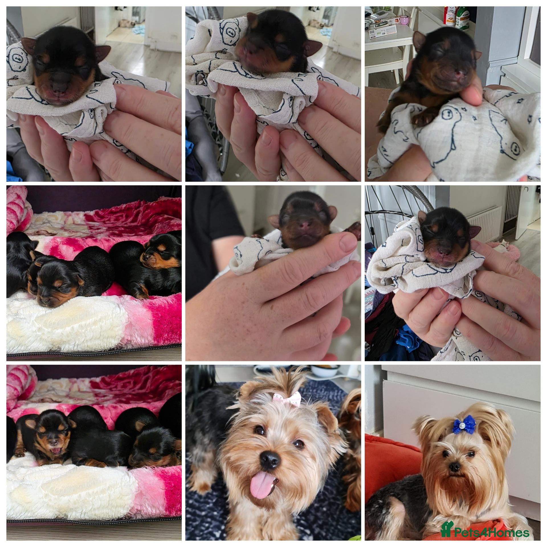 Yorkshire Terrier dogs 💕Yorkshire Terrier puppies.💕 - Advert 4