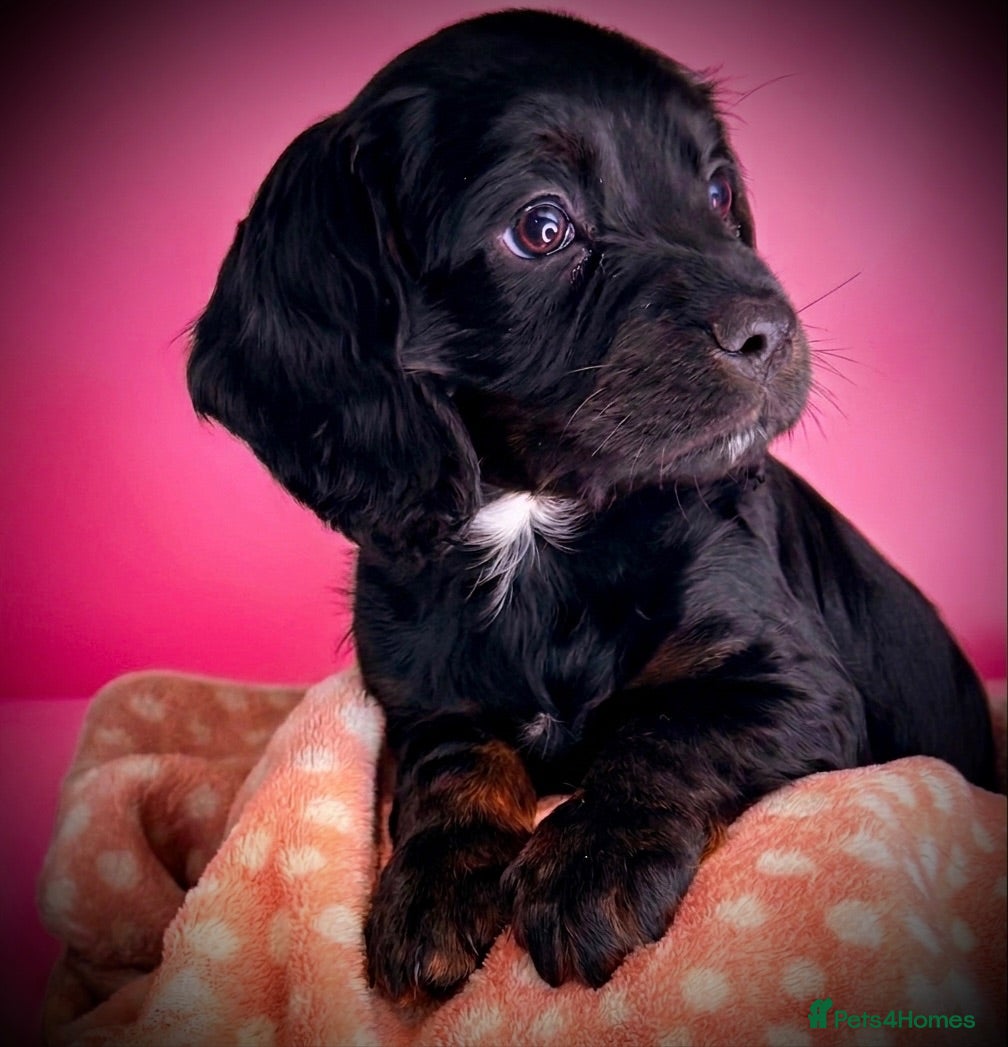 Cocker Spaniel dogs Fully vaccinated KC cocker pups - Advert 10