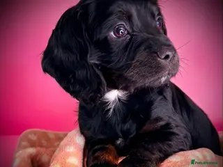 Cocker Spaniel dogs Fully vaccinated KC cocker pups - Advert 10