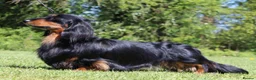 Miniature Dachshund dogs for sale: KC champion lines miniature LH dachshunds  - Advert 10