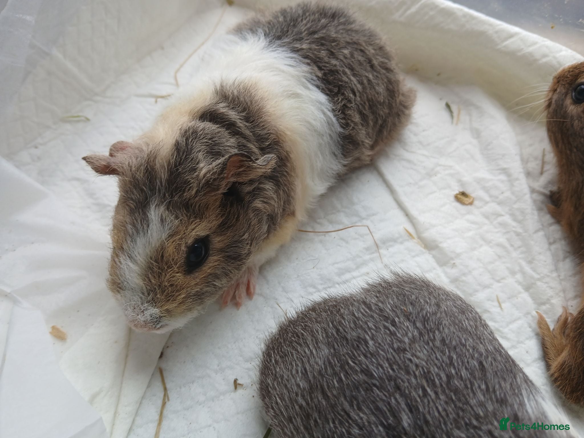 Guinea Pig rodents Baby guinea pigs for sale - sows - Advert 1