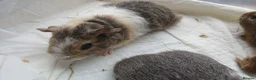 Guinea Pig rodents for sale: Baby guinea pigs for sale - sows - Advert 1