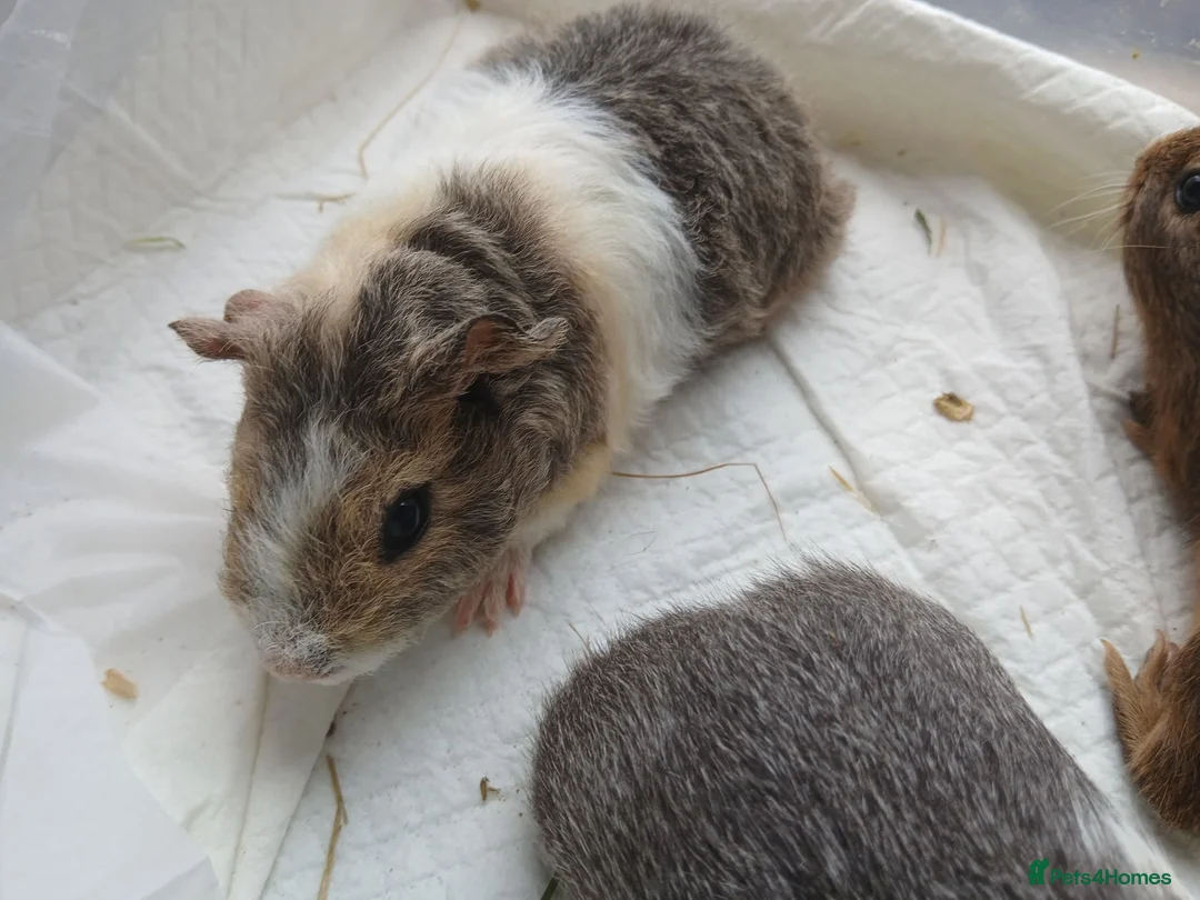 Guinea Pig rodents for sale: Baby guinea pigs for sale - sows - Advert 1