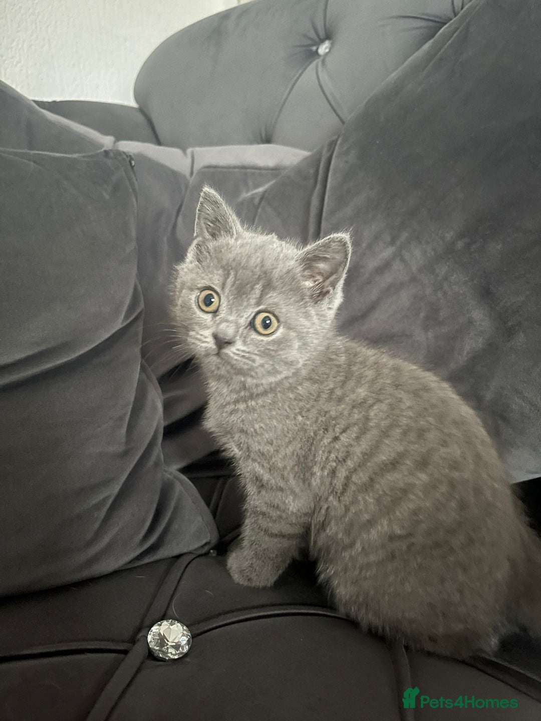 British Shorthair cats for sale: British short hair boy - Image 5