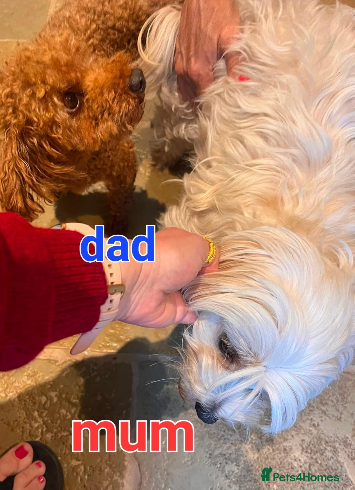 Maltipoo dogs for sale: Korean mulitpoo - Advert 2