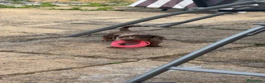 Miniature Dachshund 1