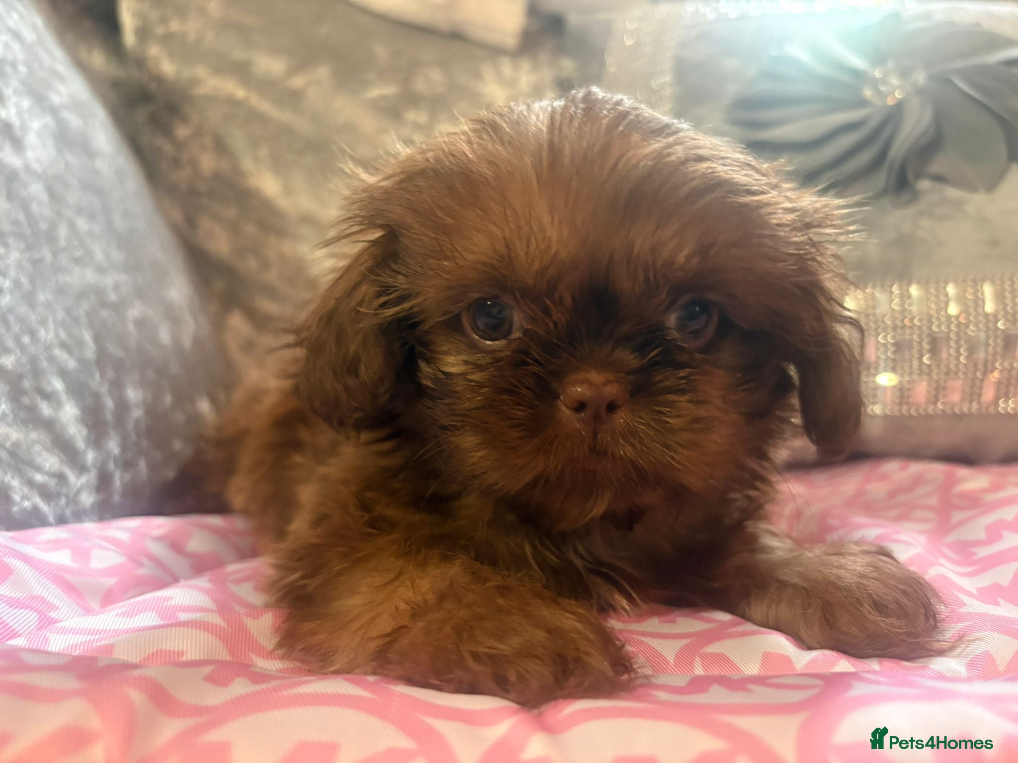 Shih Tzu dogs Ready KC Reg & DNA Health Tested - Advert 2