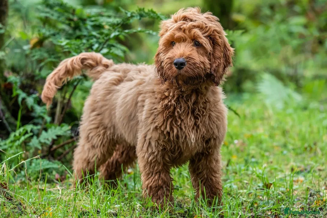 Mixed Breed dogs for sale: WANTED COCKAPOO/CAVAPOO - Image 1