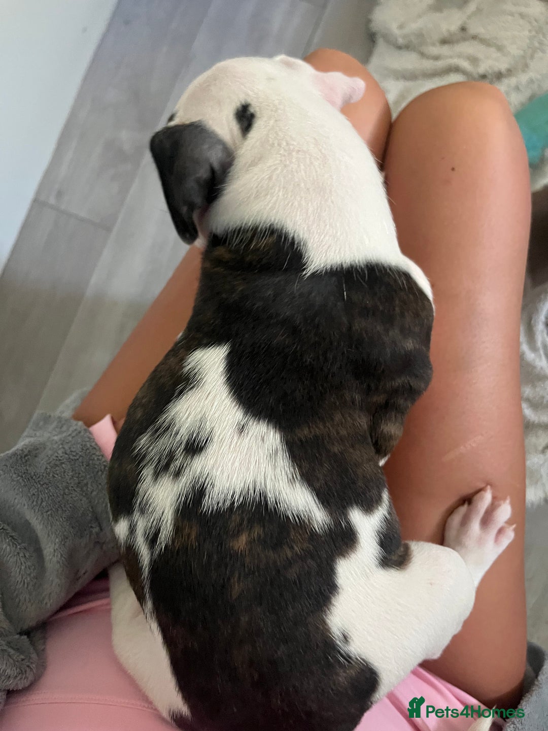 Mixed Breed dogs for sale: American bull dogs cross staffy - Image 13