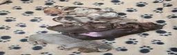 Miniature Dachshund dogs for sale: True Long Hair Minature Dachshunds - Advert 7