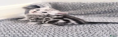 British Shorthair 3