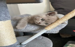 British Shorthair cats for sale: Stunning lilac BSH  - Image 19