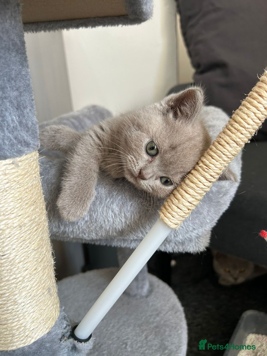 British Shorthair cats for sale: Stunning lilac BSH  - Image 19