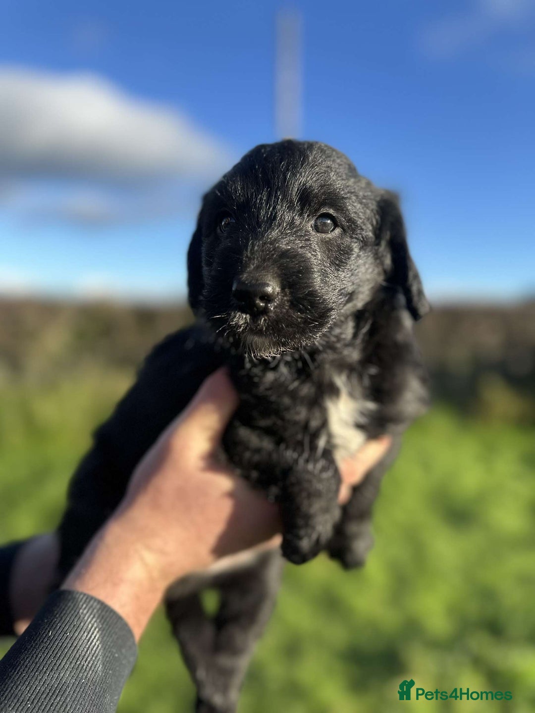 Bordoodle dogs for sale: Superb Litter of Farm-Raised Bordoodles - Advert 8