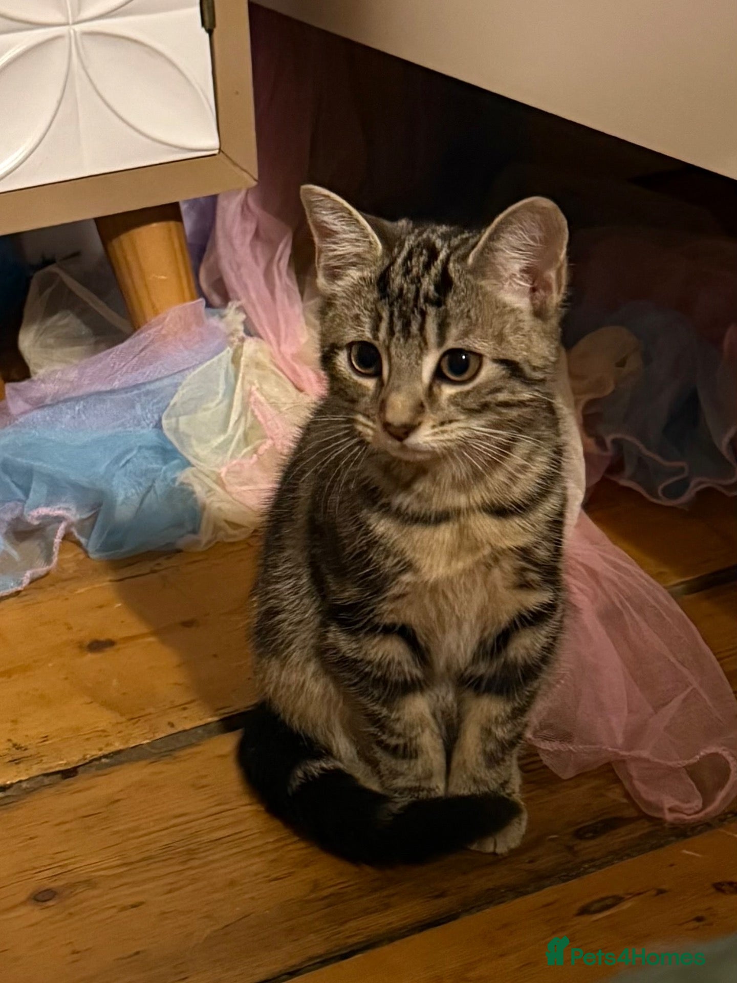 Mixed Breed cats for sale: Beautiful Tabby kitten  - Advert 6