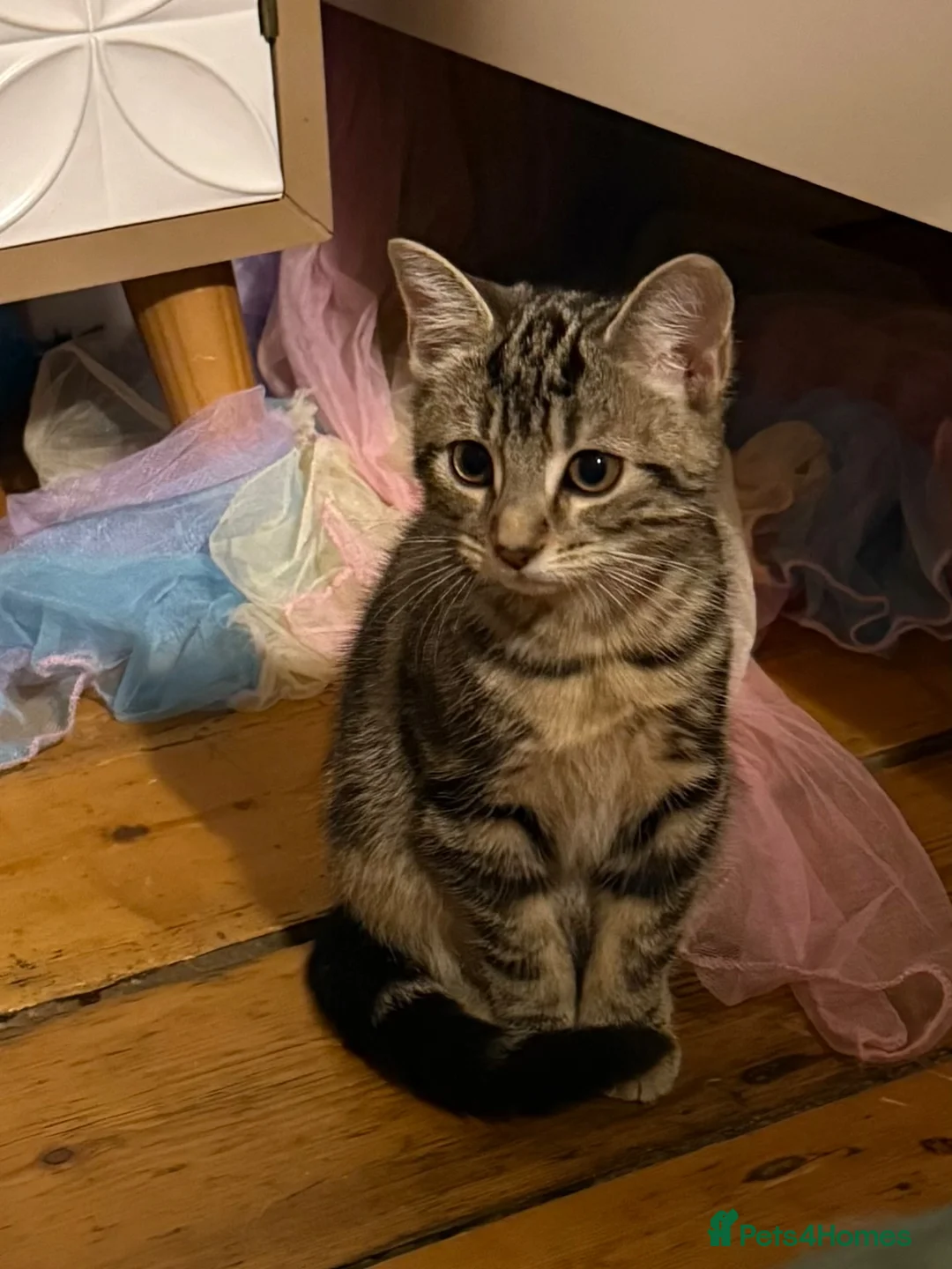 Mixed Breed cats for sale: Beautiful Tabby kitten  - Advert 1