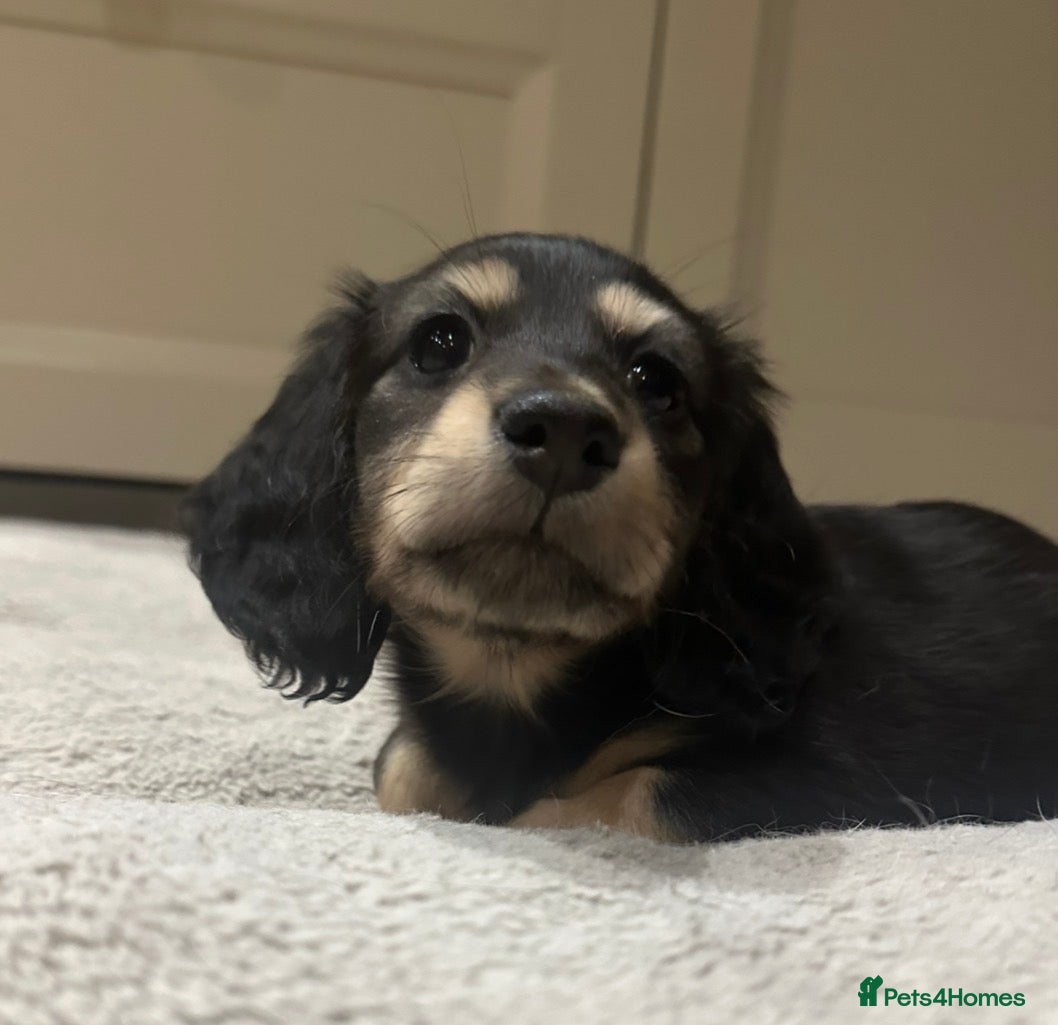 Miniature Dachshund dogs Miniature Long Haired Dachshund  - Advert 9