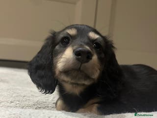 Miniature Dachshund dogs Miniature Long Haired Dachshund - Advert 5