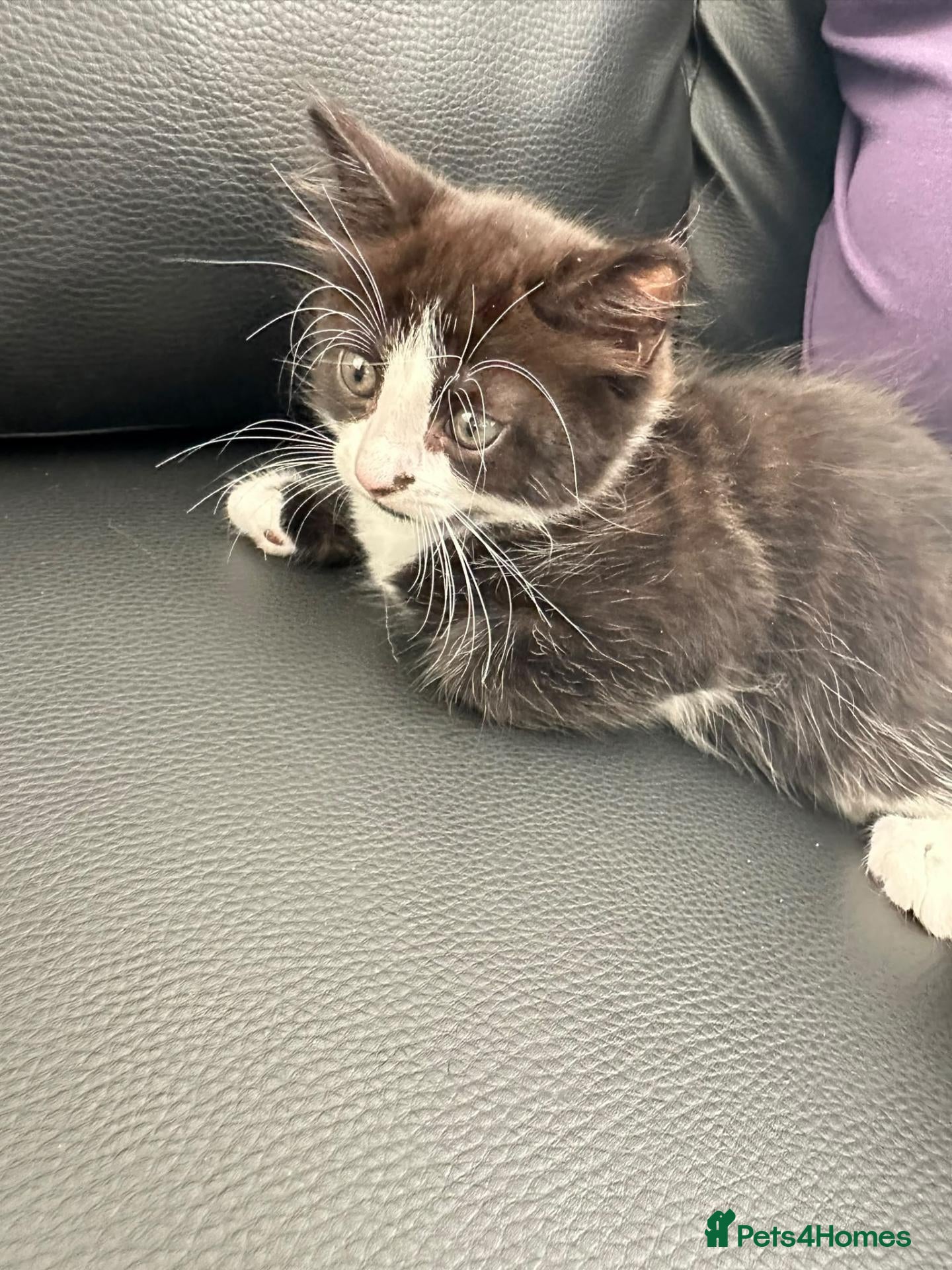 British Longhair cats Beautiful Long-Haired Black & White Tuxedo Kittens - Advert 15