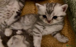 British Shorthair cats for sale: 🐾Adorable British Shorthair Kittens🐾 - Image 8