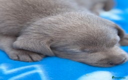 Labrador Retriever dogs for sale: Kc reg SILVER AND CHAMPAGNE LABRADORS  - Image 8