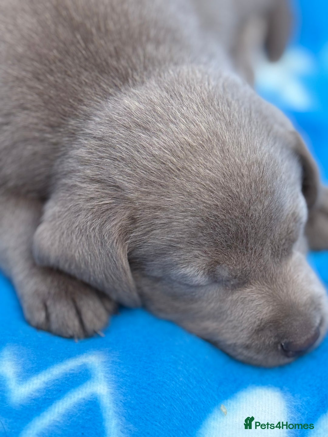 Labrador Retriever dogs for sale: Kc reg SILVER AND CHAMPAGNE LABRADORS  - Image 8