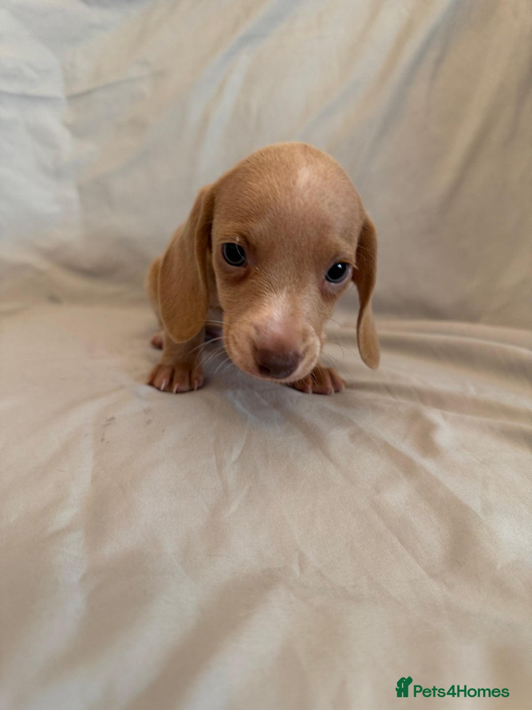 Dachshund dogs for sale: Miniature dachshund Puppies for sale  - Advert 7