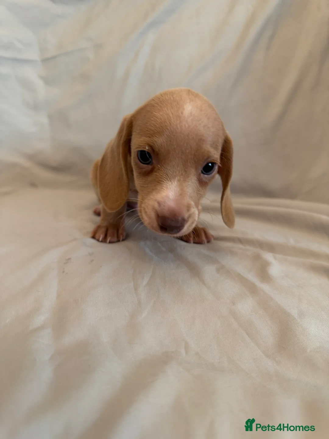 Dachshund dogs for sale: Miniature dachshund Puppies for sale  - Advert 7