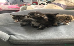 Bengal cats for sale: Kittens for sale  in Maesteg - Image 14