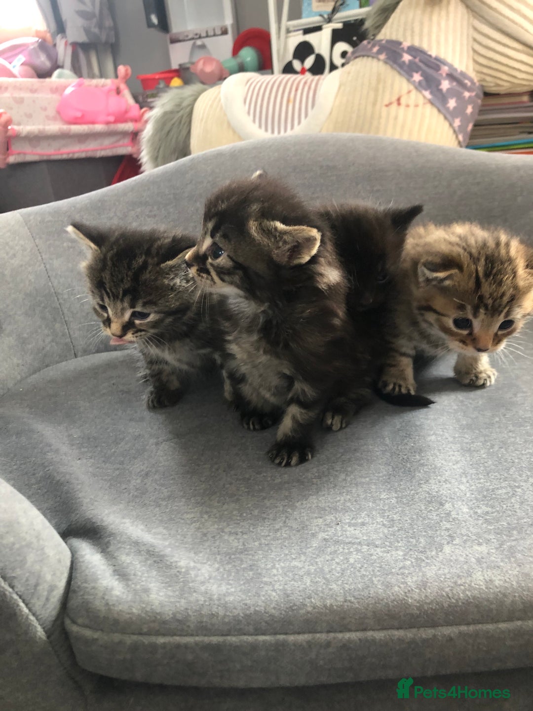 Bengal cats for sale: Kittens for sale  in Maesteg - Image 14