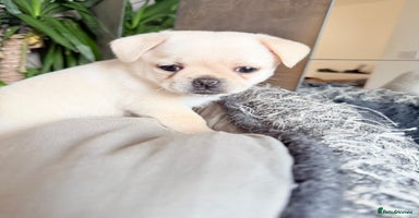 Mixed Breed dogs - Advert 9